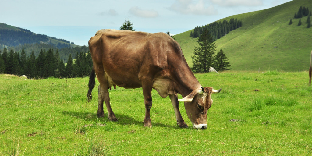 Milchkuh