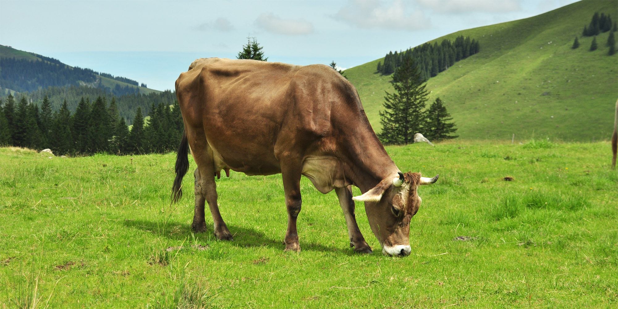 Milchkuh
