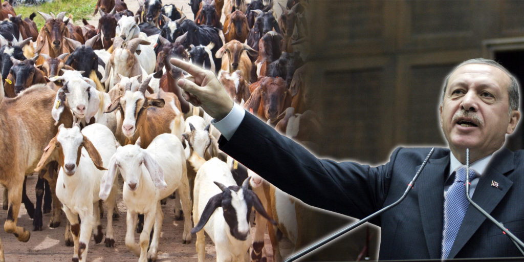 Erdogan zeigt auf Ziegen
