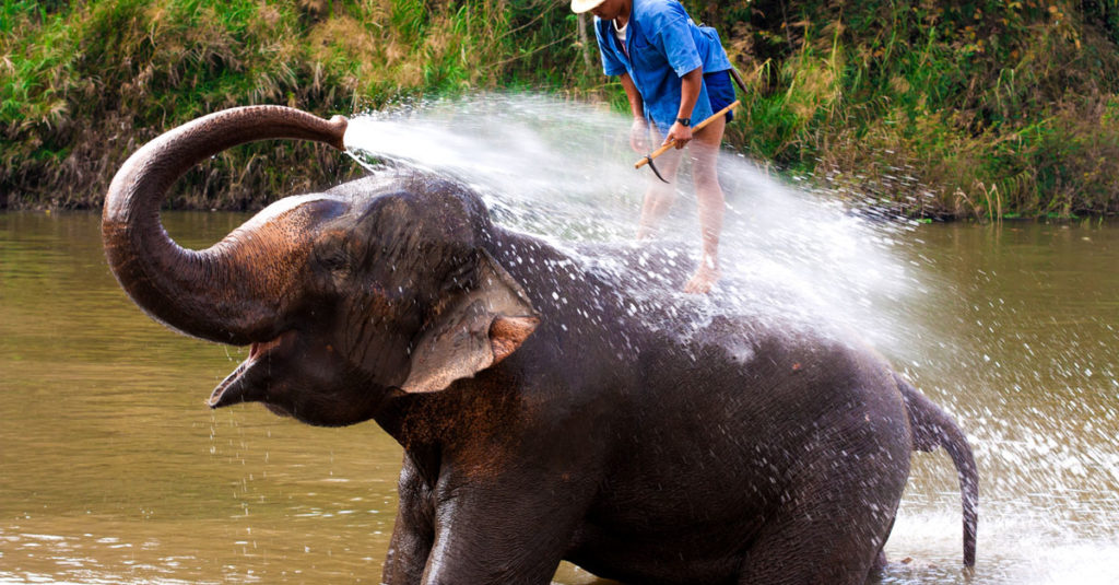 Elefant sprüht Wasser