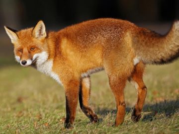 Fuchs