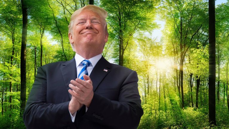 Trump im Wald
