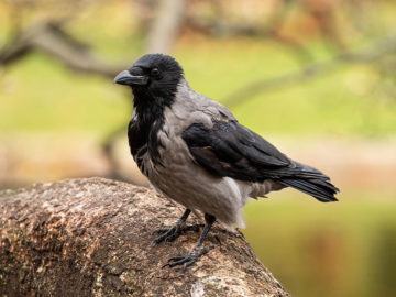 Krähe
