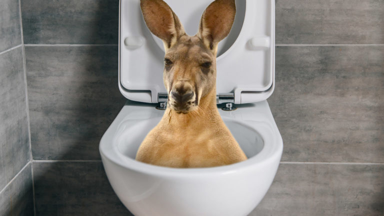 Känguru schaut aus Klo