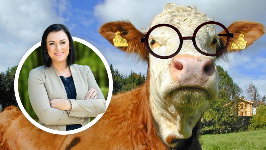 Kuh mit Hornbrille