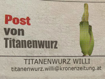 Titanenwurz Willi