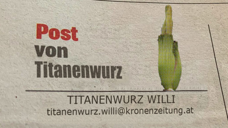 Titanenwurz Willi