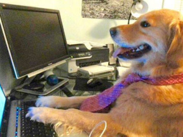 Hund an einem Laptop