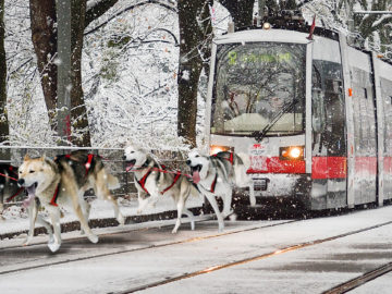 Straßenbahn wird von Schlittenhunden durch Schnee gezogen