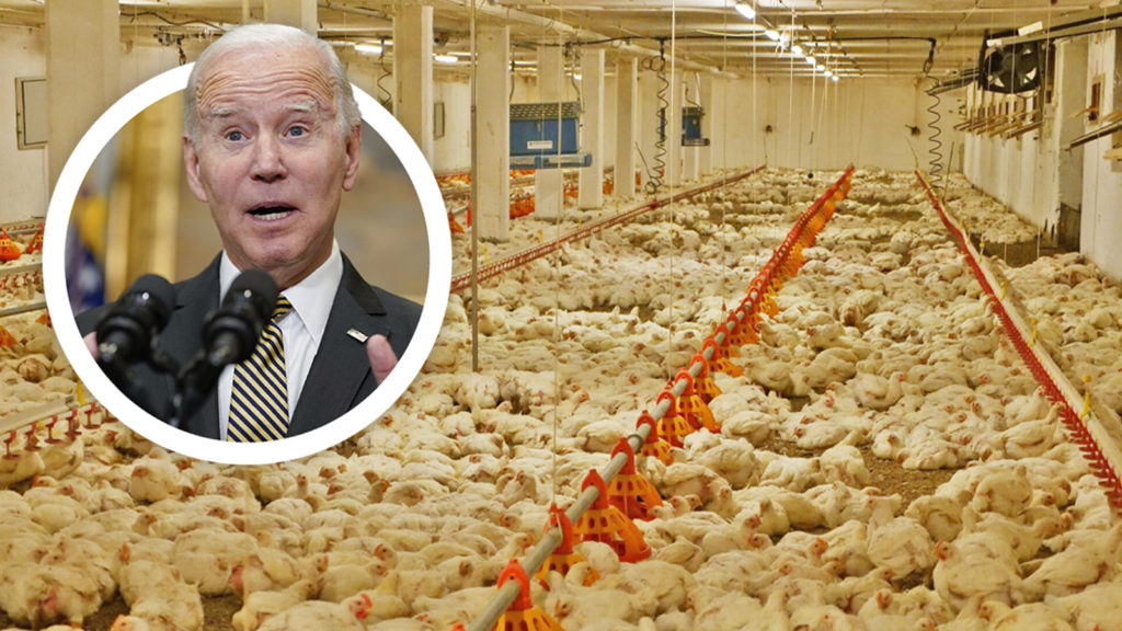 Ein entsetzer Joe Biden, daneben ein steirischer Hendlmastbetrieb