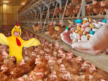 Kind als Huhn verkleidet in einer Legebatterie
