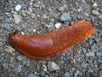 Nacktschnecke