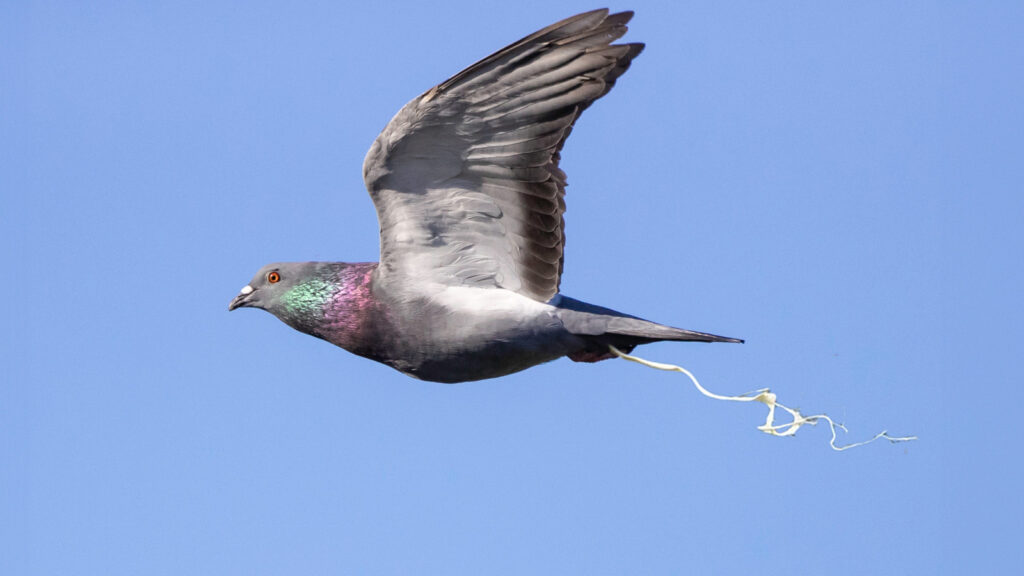 Taube kackt im Flug