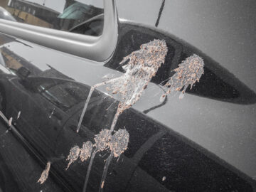 Taubenkot auf einem schwarzen Auto