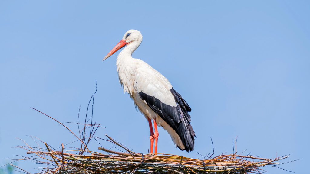 Das Bild zeigt einen Storch.