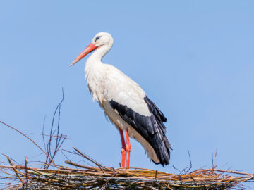 Das Bild zeigt einen Storch.