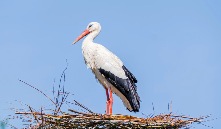 Das Bild zeigt einen Storch.