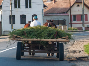 Das Bild zeigt eine Pferdekutsche in einer ländlichen Region.