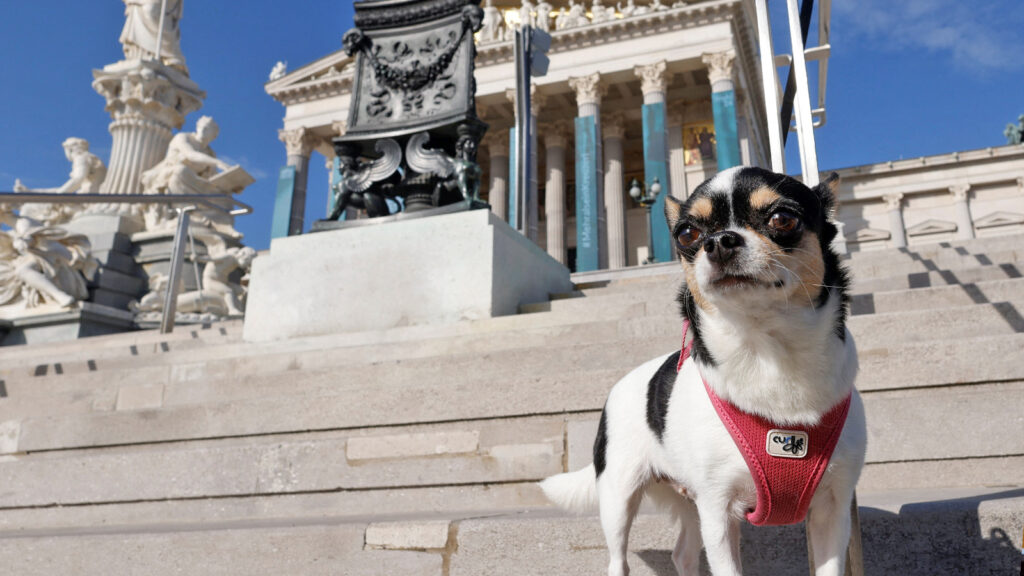 Das Bild zeigt einen Hund vor dem österreichischen Parlament.