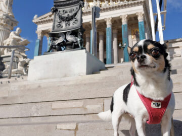 Das Bild zeigt einen Hund vor dem österreichischen Parlament.