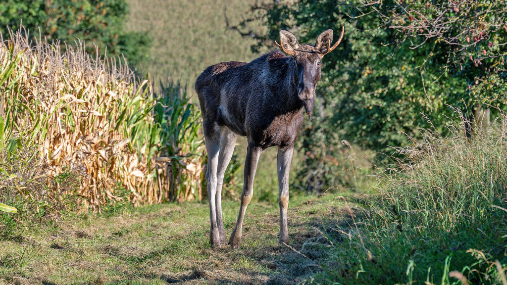 Das Bild zeigt Elch Emil neben einem Maisfeld.
