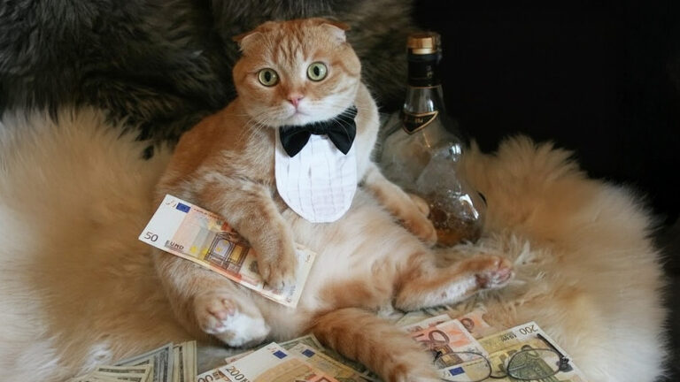 Das Bild zeigt eine Katze mit Schlips, einer Flasche Alkohol und einigen Euro-Banknoten.