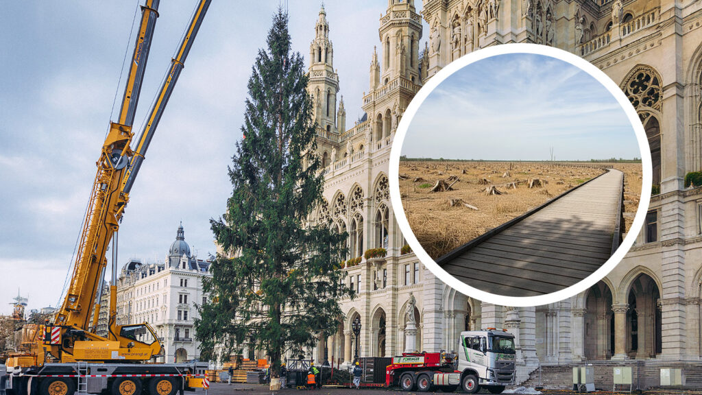 Das Bild zeigt den Christbaum vorm Rathaus, daneben ist ein Foto der gerodeten Lobau.
