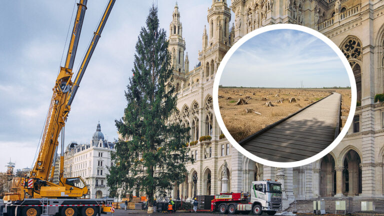 Das Bild zeigt den Christbaum vorm Rathaus, daneben ist ein Foto der gerodeten Lobau.