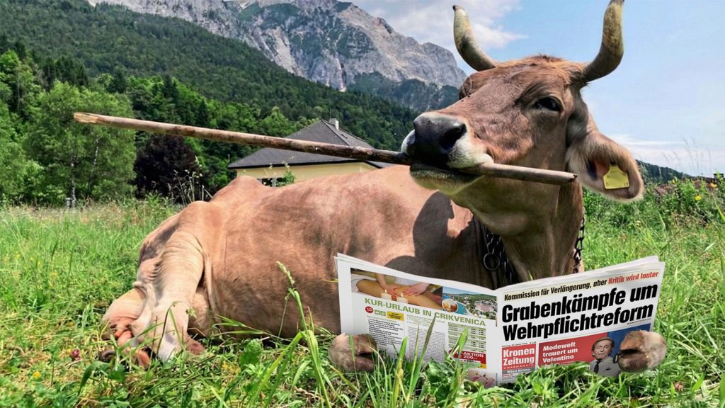 Kuh liest Kronen Zeitung