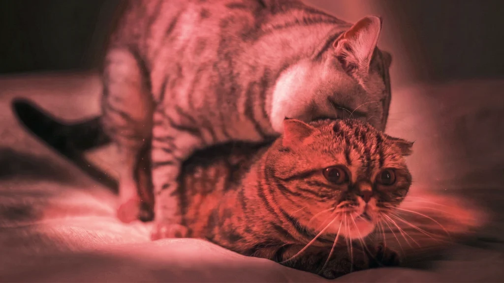 Das Bild zeigt zwei Katzen beim Liebesakt im roten Licht.