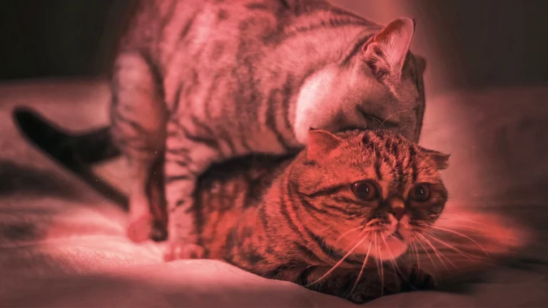 Das Bild zeigt zwei Katzen beim Liebesakt im roten Licht.